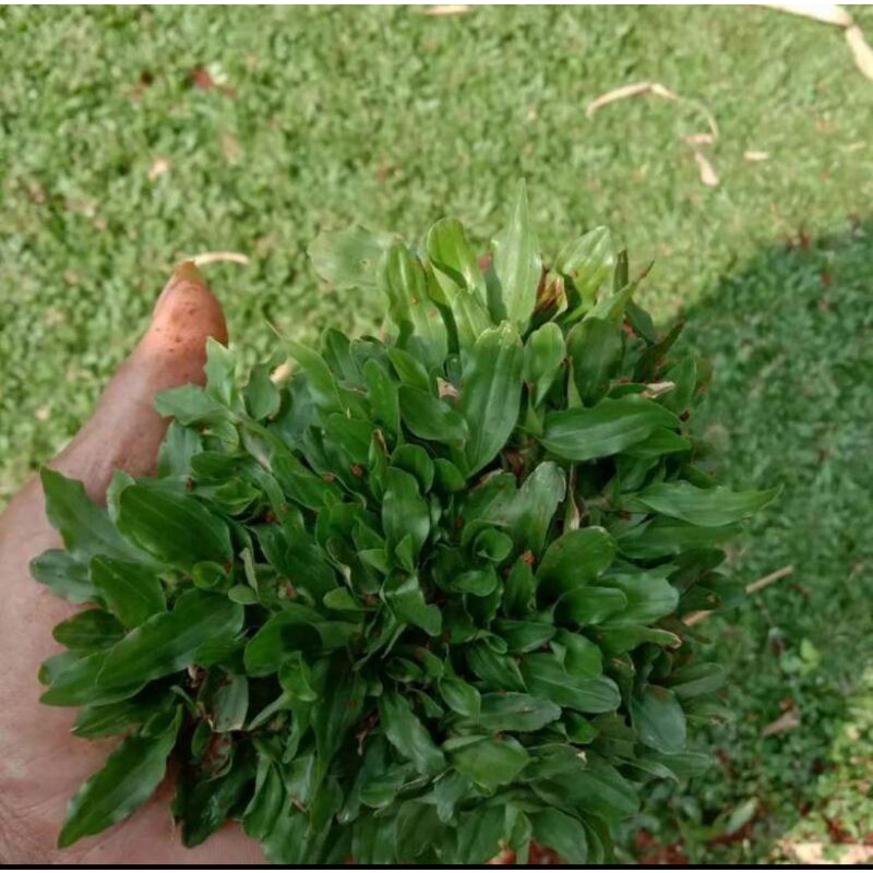 Rumput gajah mini Per 1 Meter
