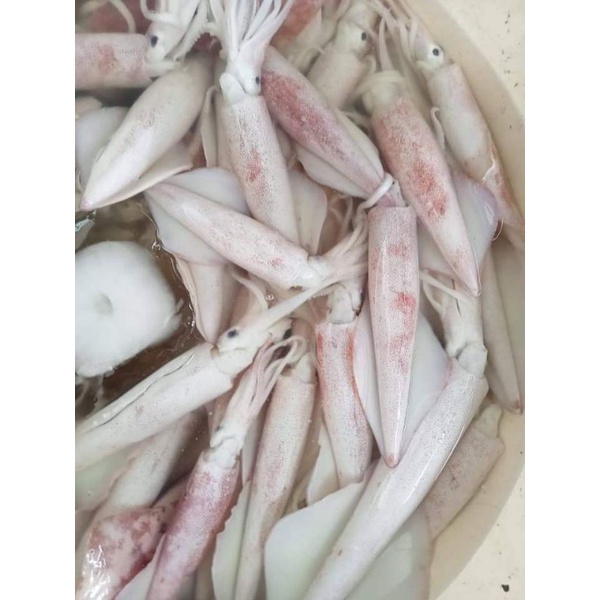 

Cumi utuh Medium RJ Fish