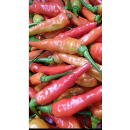 

CABE CAPLAK PEDAS/CABE SET@N SEGAR