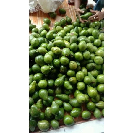 

Alpukat mentega 1kg isi 4 - 5 biji
