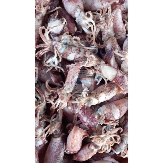 

Promo CUMI KERING CUMI ASIN JARUM 500 GRAM - DRIED SALTY TINY SQUID