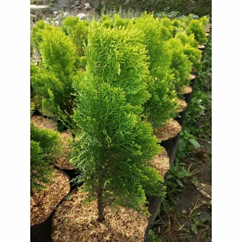 tanaman hias Cemara kipas - Cemara kipas - pohon Cemara