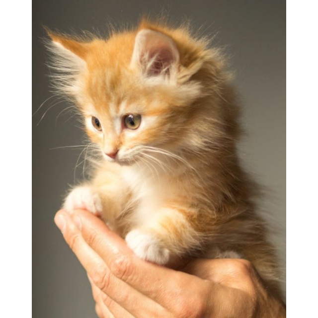 kitaberbagi - makanan kucing jalanan /kucing kampung