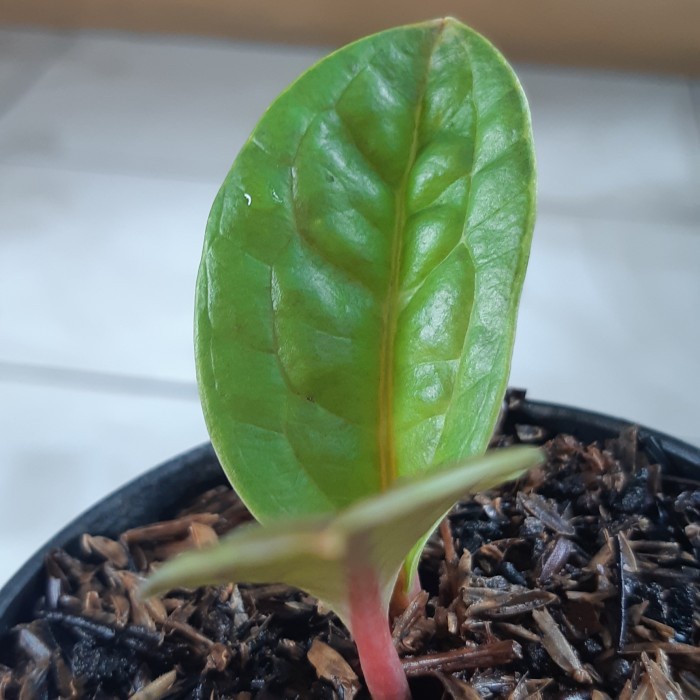 Promo Anthurium Paketan ( Golden Batang Merah Dan Keris Polkadot Hybrid ) Termurah