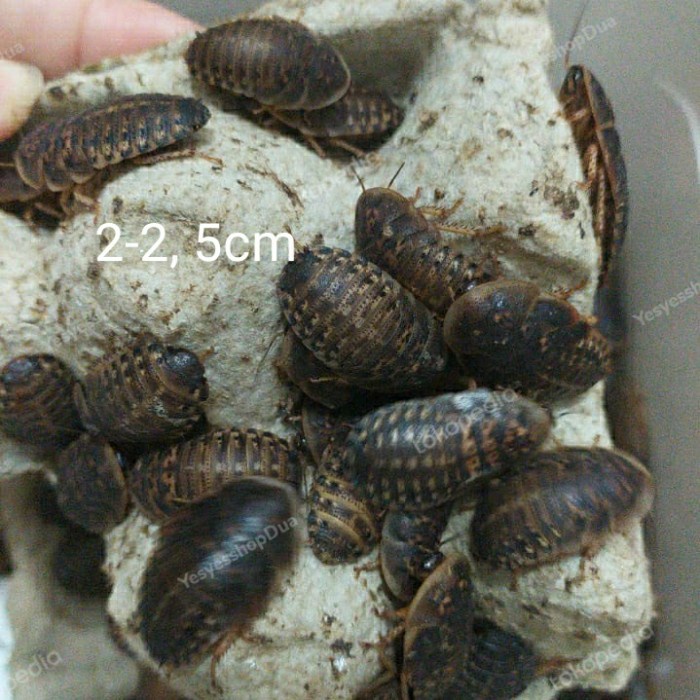 KECOA DUBIA MAKANAN REPTIL TARANTULA NIMFA JUVE ARRIVAL