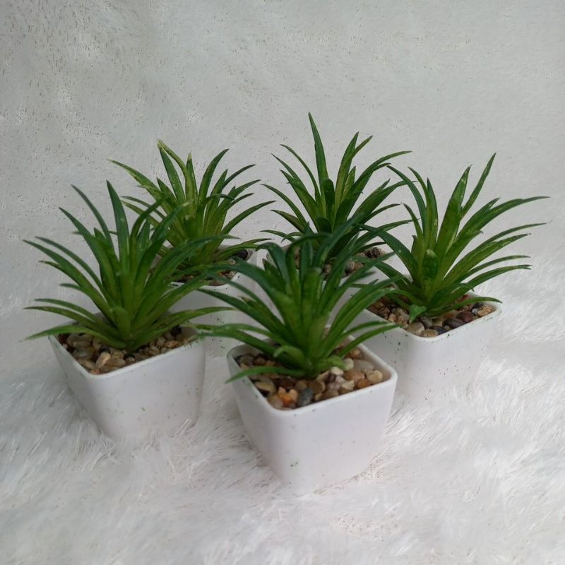 Tanaman Kaktus Palsu Imitasi Artificial Properti Foto