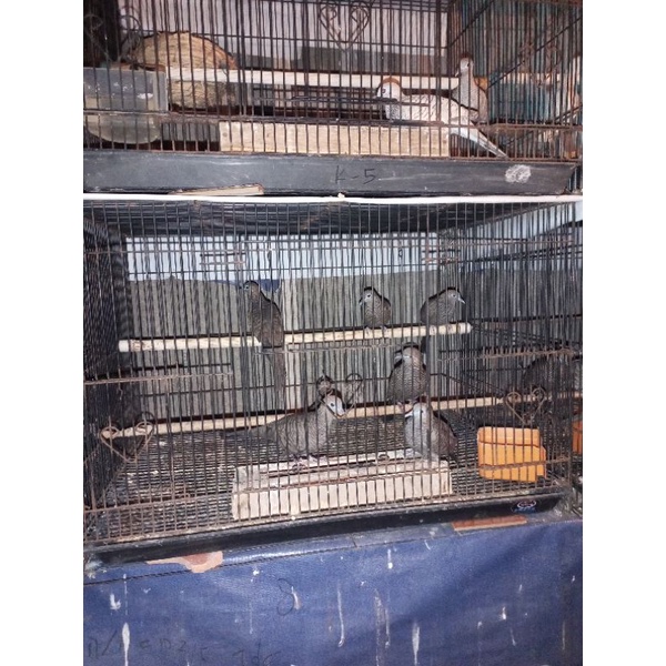 perkutut cemani dewasa jaminan jantan