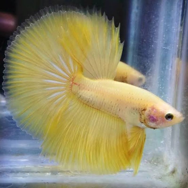 Cupang halfmoon yellow jantan