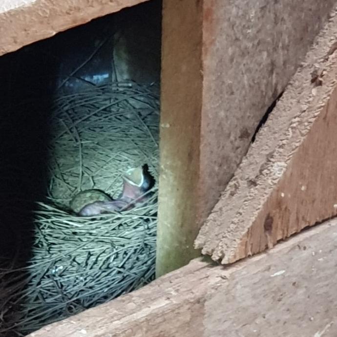 HOTLIST Pro Booster Breeding Food - Pakan ternak Murai Batu - Vour Pellet