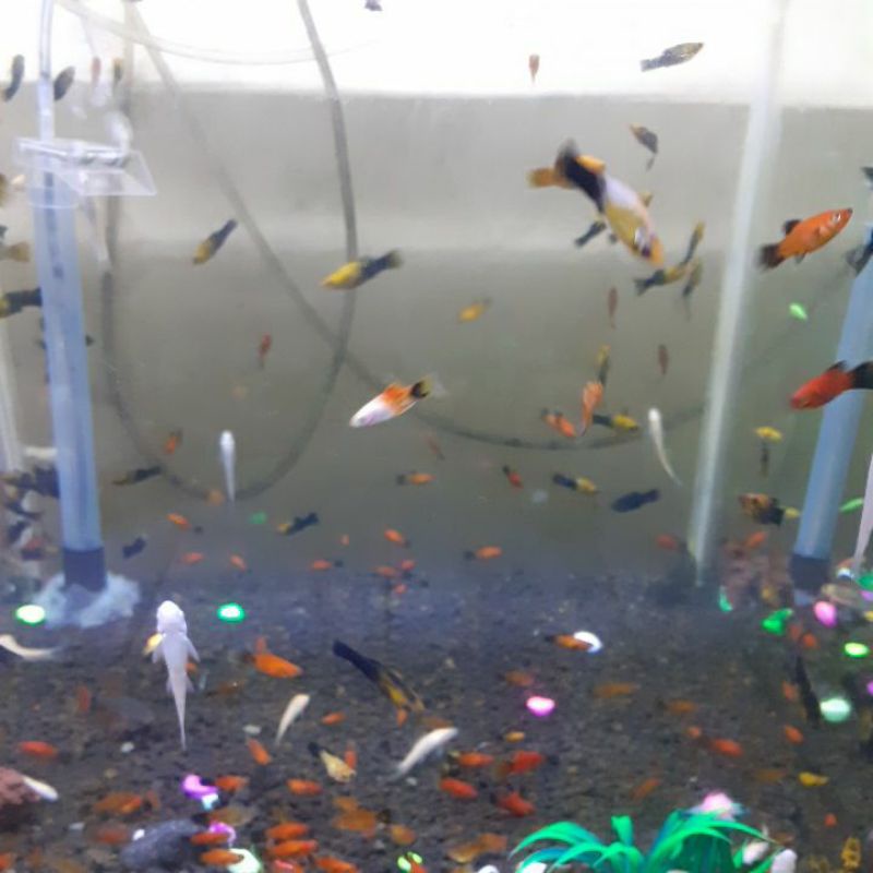 ikan molly pakan molly ikan hias aquarium