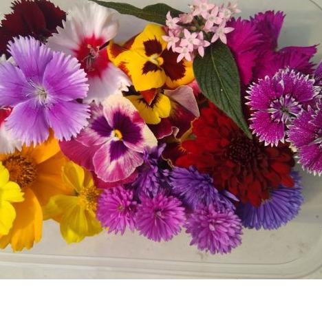 

Promo | FG2 | BIG MIX EDIBLE FLOWER - KOMPLIT 12MACAM BUNGA !!!!!