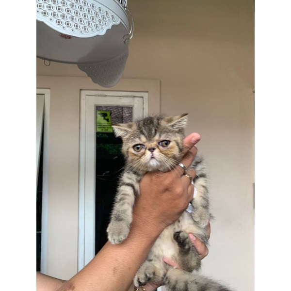 Kucing Persia exotic shorthair kitten