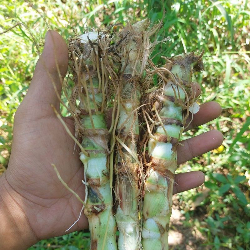 Bibit odot, pakan kambing domba kelinci pakan ruminansia