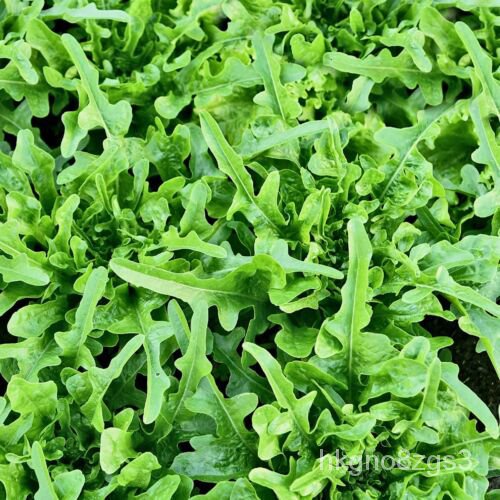 

Farms Tas ด Biji Daun Ekลุนเ1Benih-ั็์ธมPound EverwildeMylarSeladaพ R6X6