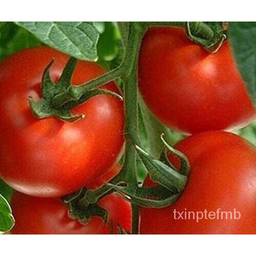 

TomatนพPusaka Non-gmมOrganikลMantembakau, USAธุ-Granul-เBenih-ัTanam-ด็100์- GCYG