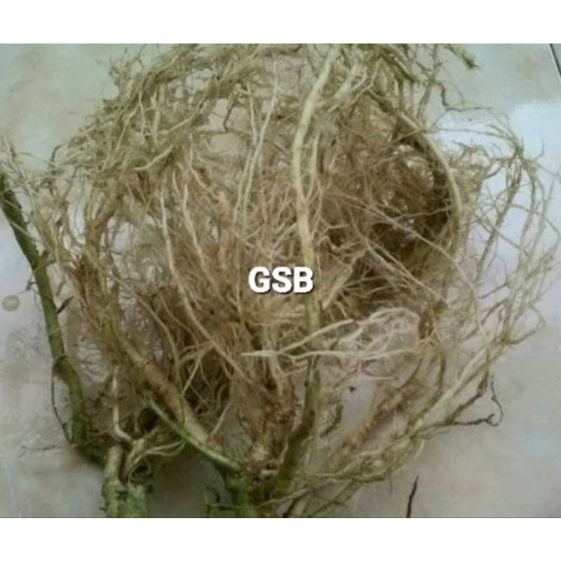 

Akar bandotan segar 300 gram fresh