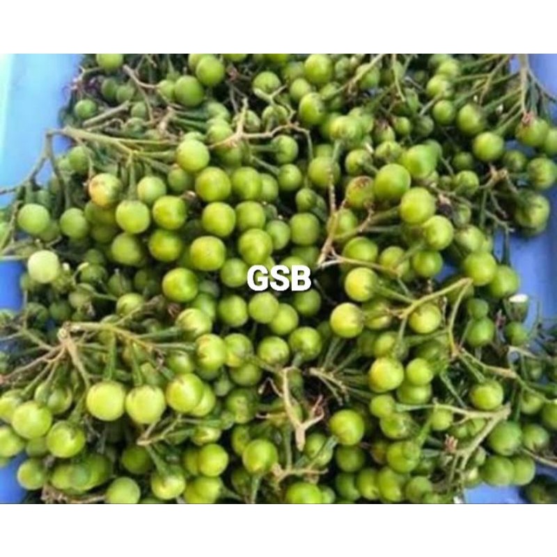 

Buah cepokak segar buah takokak 500 gram