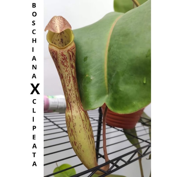 Kantong Semar Nepenthes Boschiana x Clipeata