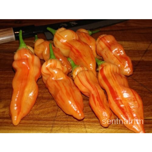 

็มพน Panas。RUSHุKualitas Tinggiเ ดBenih Bergaris Asli ลSuper12ธ SUGARMerica-์ั GOMX