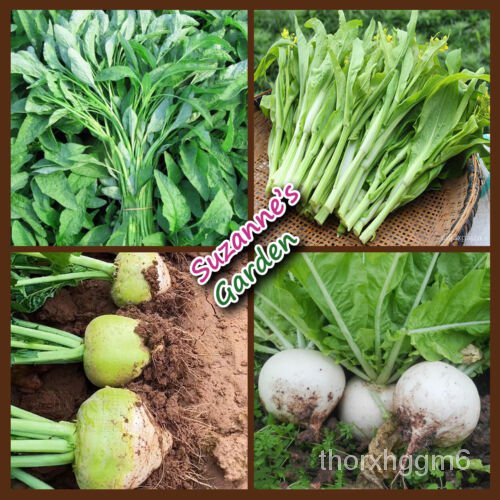 

เ+ 6Dua Kubisล SeedsBiji Ikan ั(Non-GMOด็ #Fenol)์AsianBenih 、VegetableนBunga ุธ4Benih TimunVariety、