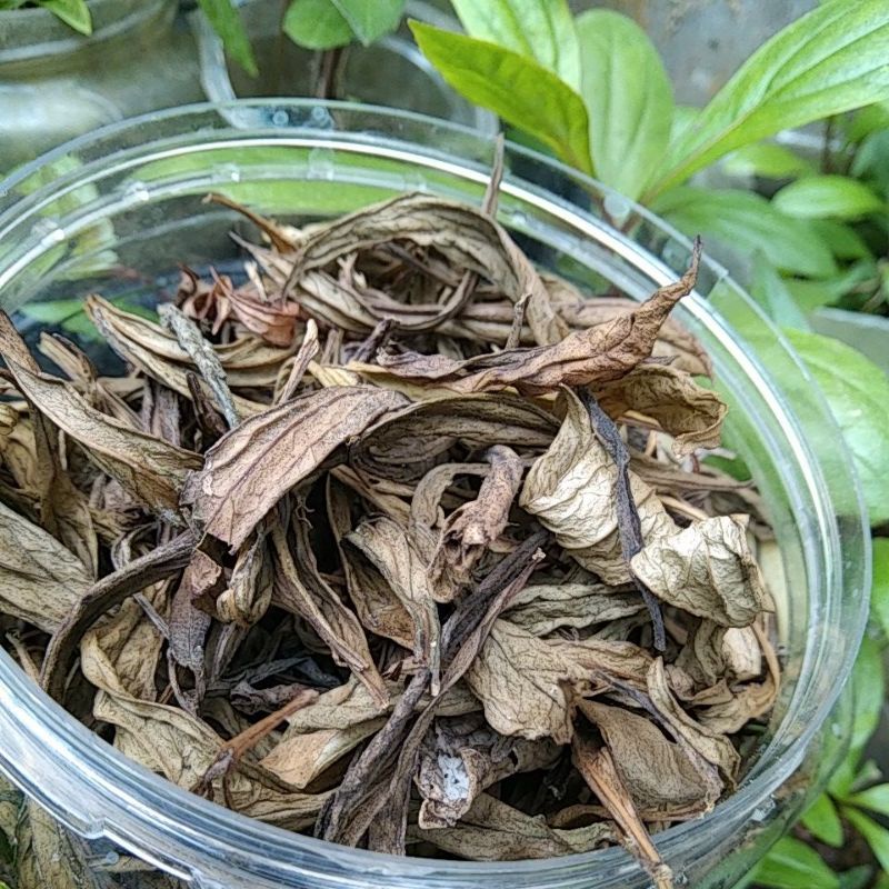 

Rempah-rempah Prasman Kering Murni Daun Bebas pestisida Ayapana Tea