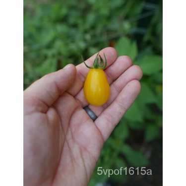 

ธนBenih็ด ์ัTomatพSpesies Nanasล-มOrganikเPusaka ุBenih25 7C3K