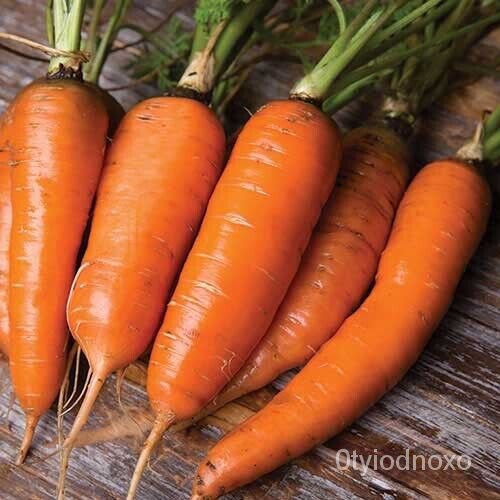 

Danversุน ์ ธด Pusaka||ัมเ ลพBenih Wortel|126Benih Sayuran ็Tidak Transgenik Segar KWRV