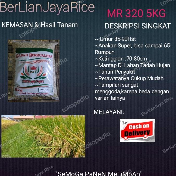 BENIH PADI MR 320 5KG bestseller