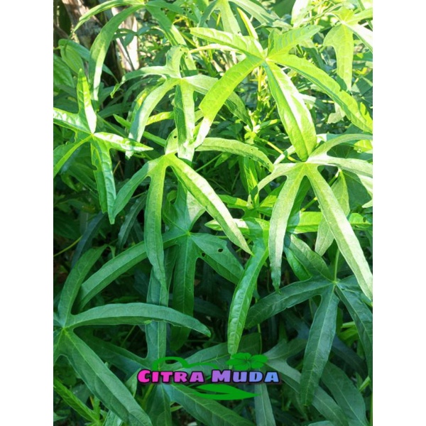 

Daun Gedi Herbal Segar /500gram