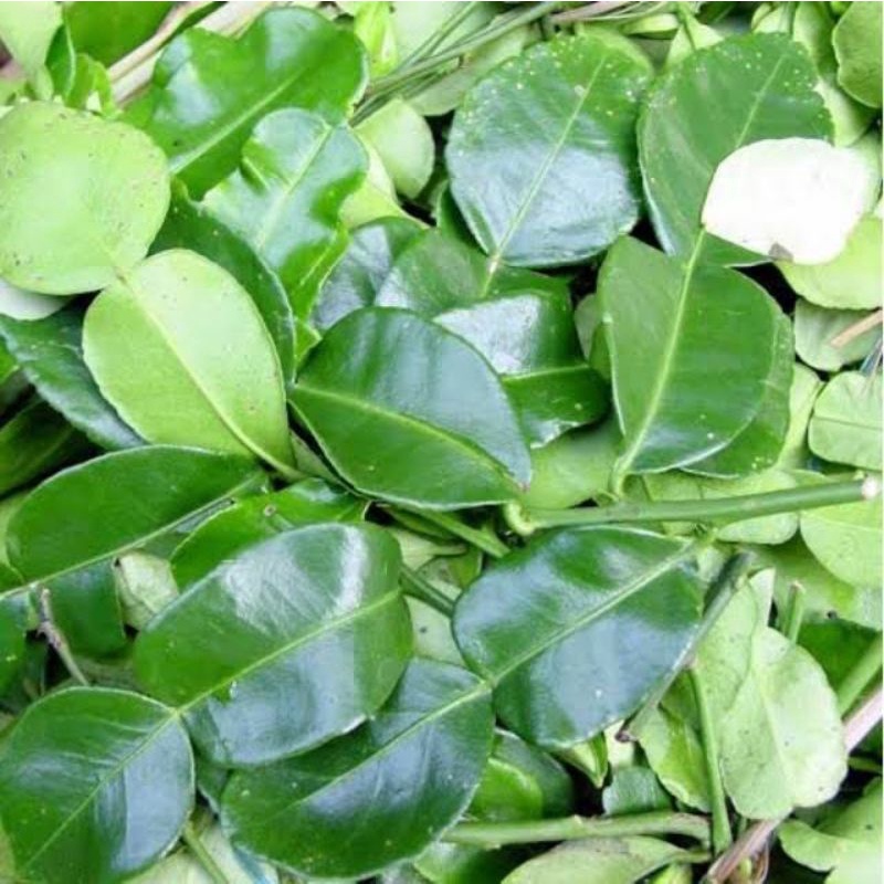 

daun jeruk purut segar 250 grm