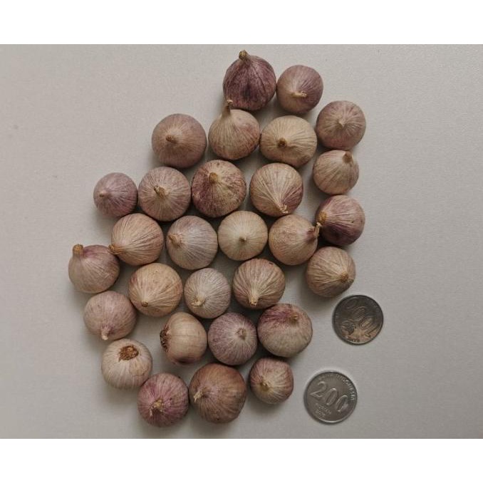 

Bawang putih tunggal bawang lanang Black garlic bawang tunggal 500gr roc02