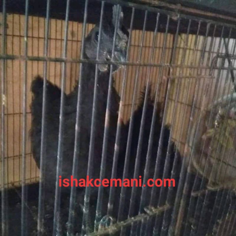 Ayam Cemani Remaja Beli Jantan Gratis Betina  Wajib Baca Diskripsi
