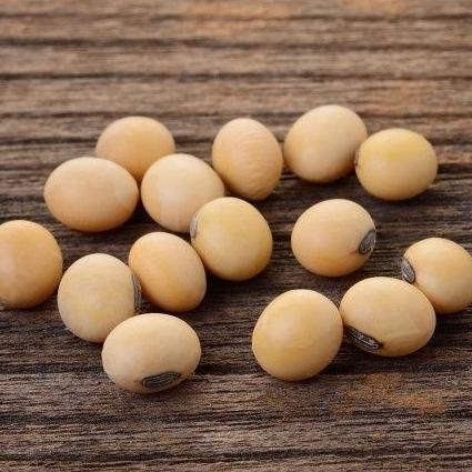 

KACANG KEDELAI IMPORT - 10KG - SOYBEAN IMPORT - SUPER GRADE