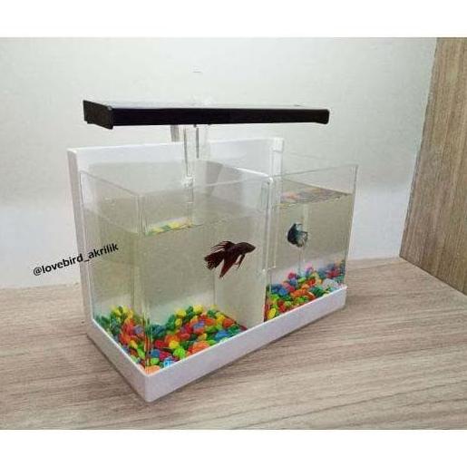 Aquarium Mini Akrilik, Aquarium Sekat, Aquarium Cupang, Soliter