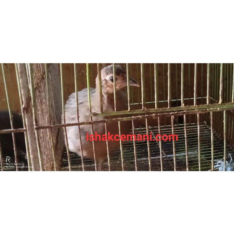 Ayam Hutan Hijau Remaja Jinak Satu Pasang !!! Wajib Baca Diskripsi
