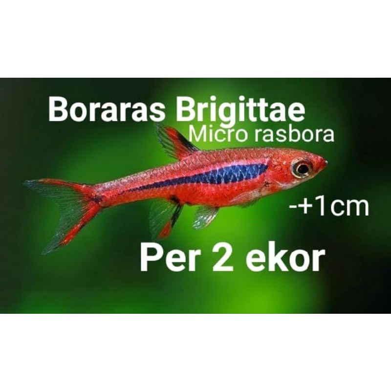 Boraras Brigittae, micro rasbora, per 2 ekor ikan hias air tawar aquarium aquascape