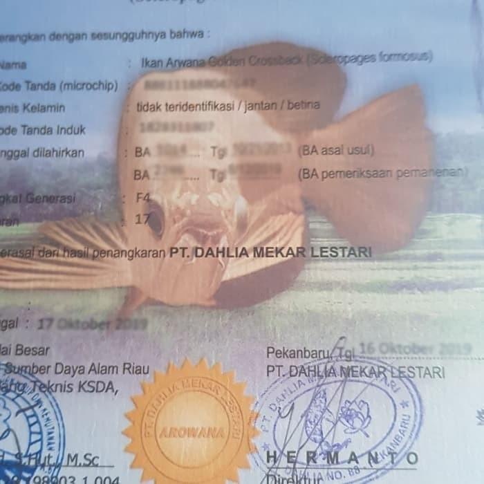 Sertifikat chip Arwana arowana crossback / golden red / lokal / rtg Best Seller
