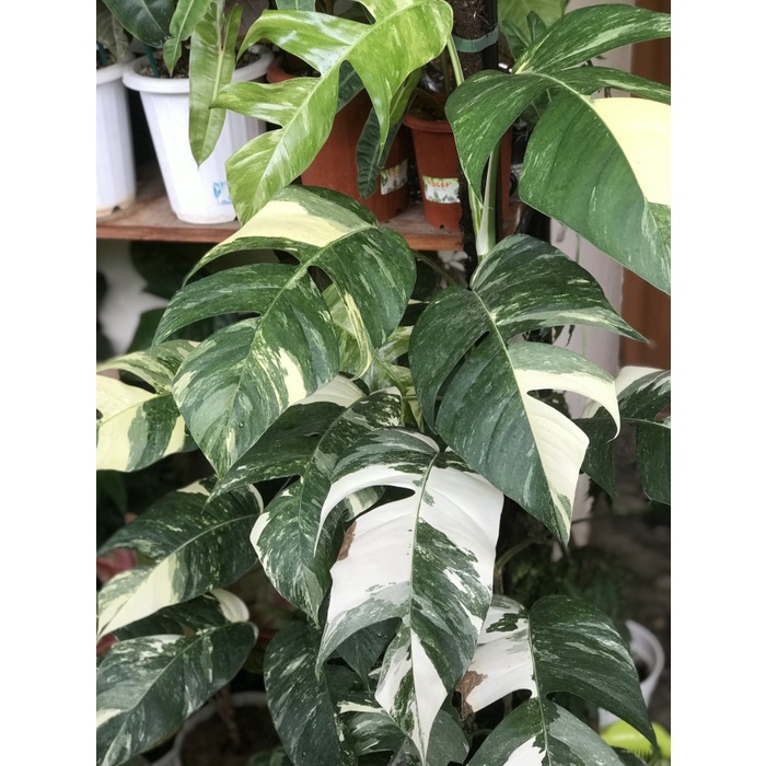 Best Seller Epipremnum Pinnatum Variegata Albo Tanaman