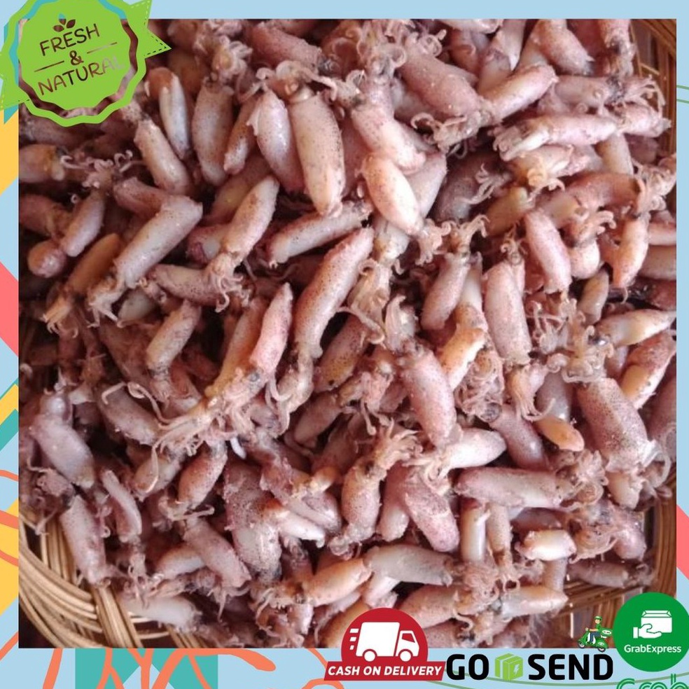 

6.6 SALE BABY CUMI CUMI KERING ASIN 1 KG 2-4cm FRESH