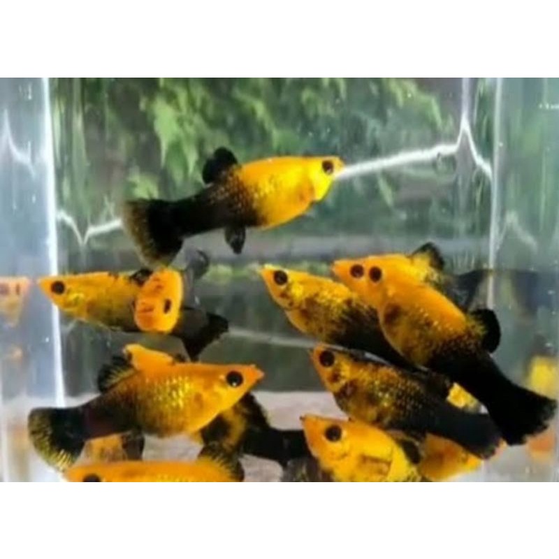 

IKAN GOLDEN BLAck