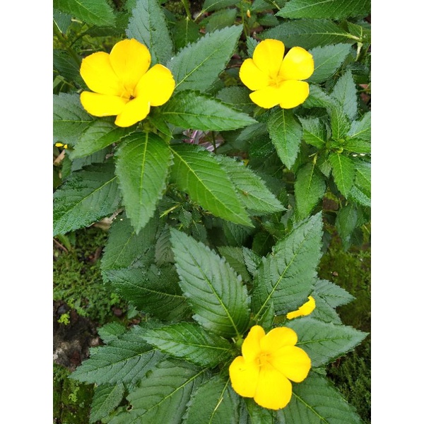 Yolanda Kuning (bonus)