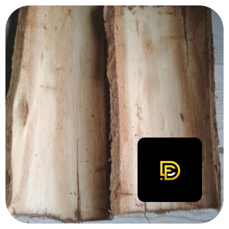 

Kulit pohon kayu putih 1 kg segar-az