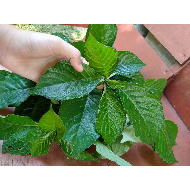 

Daun keji beling segar 100gr INSTAN / GOJEK / COD obat herbal beluruh batu ginjal