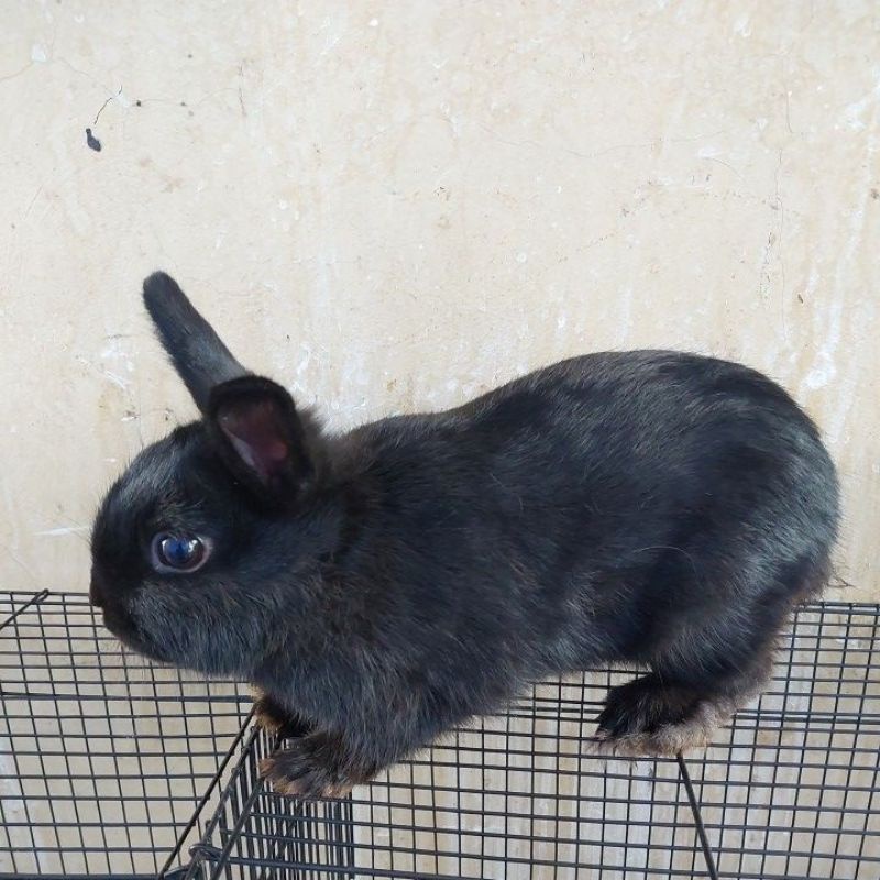 Kelinci Netherland Dwarf Full Black Betina
