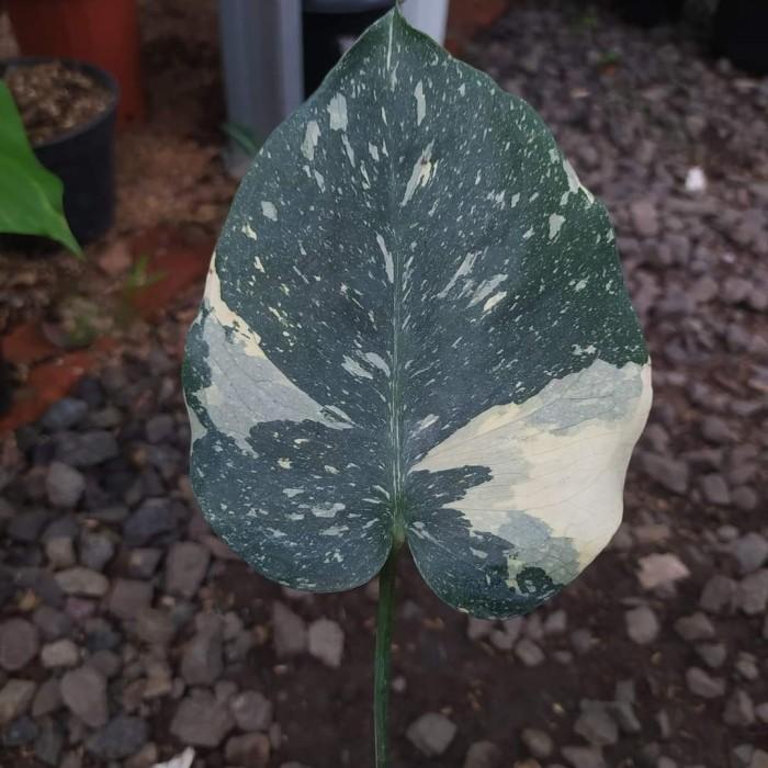 Best Seller Monstera Thailand Variegata / Monthai