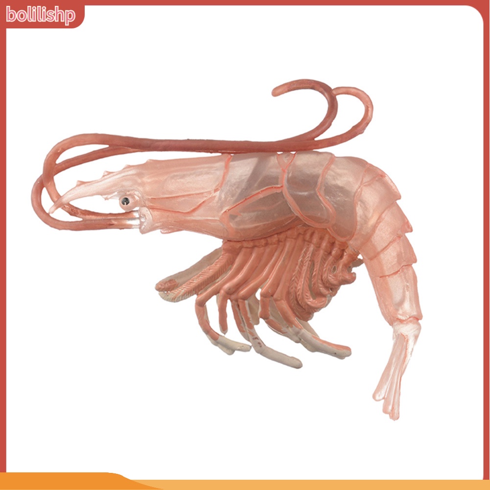 &lt;Bolilishp&gt; High Simulation Shrimp Squid Ocean Animal Model Figurine Table Decor Kids Toy