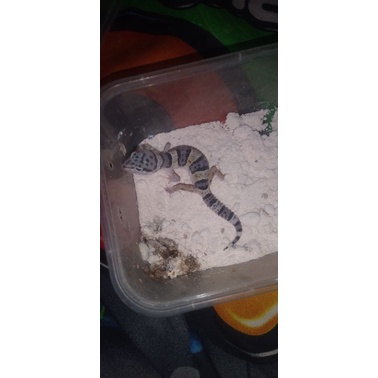 leopard gecko berbagai morph