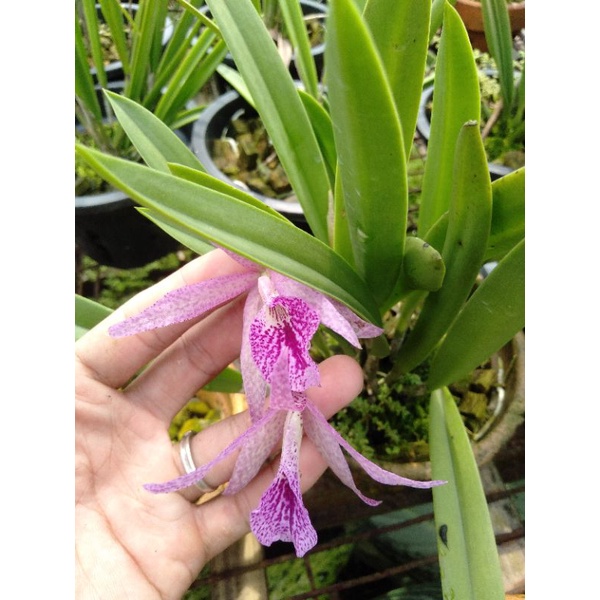 anggrek Brassavola Nodosa bunga pink bintik bintik dewasa spike+pot Cattleya merah muda bintik binti