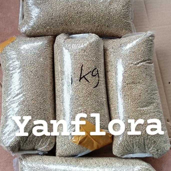 benih rumput gajah mini termurah 1kg