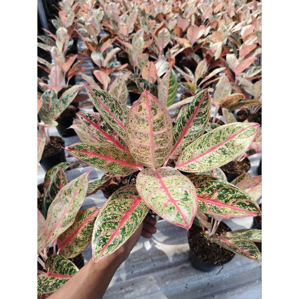 aglaonema Diana